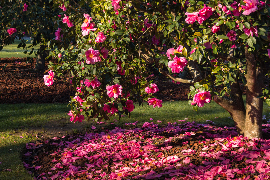 Camelias