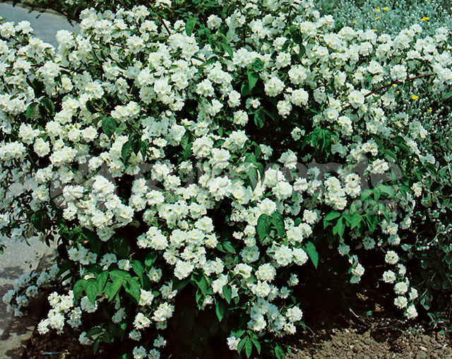 Celindas